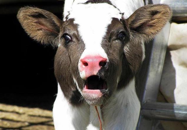 541678_10151237916529466_747407268_n