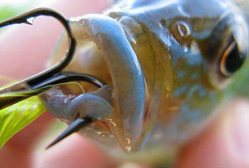 PETA：http://www.peta.org/features/ways-fish-just-like/