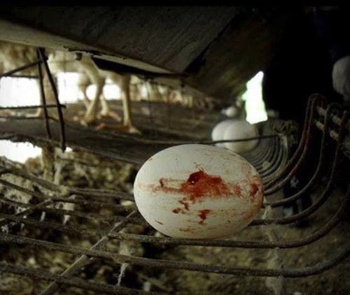 tumblr_n28sobg1AU1shgqcoo1_5002