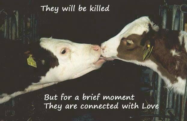 d1c308237f47bb44fa38506aa1fe431b