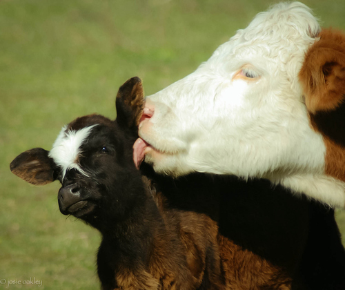 tumblr_mkdnvqv8BB1qd5hzfo1_500