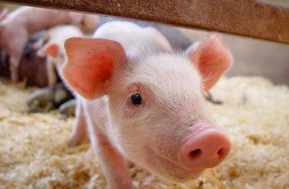 196941_10151148653825895_1479187050_n