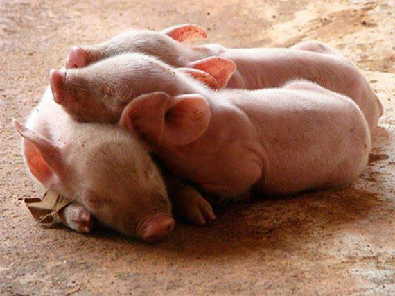 375723_530750980314846_510645290_n