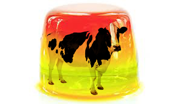 jellycow