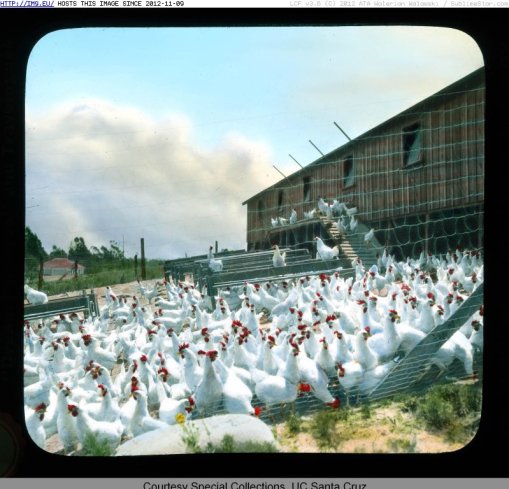 1900年代加州佩塔盧馬的雞場