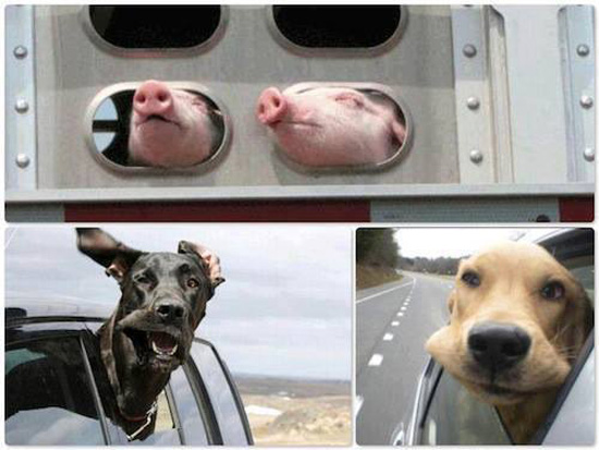 1977209_258920710947578_1968755985_n