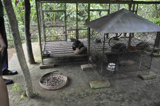 Caged-civets-4
