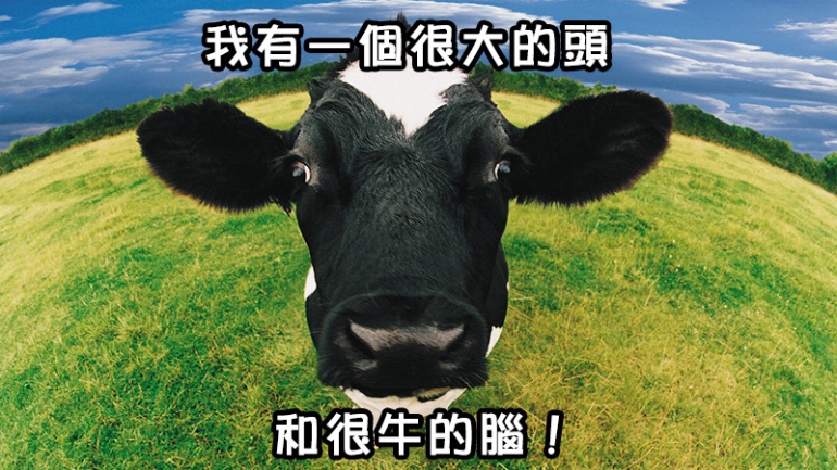 cow_1