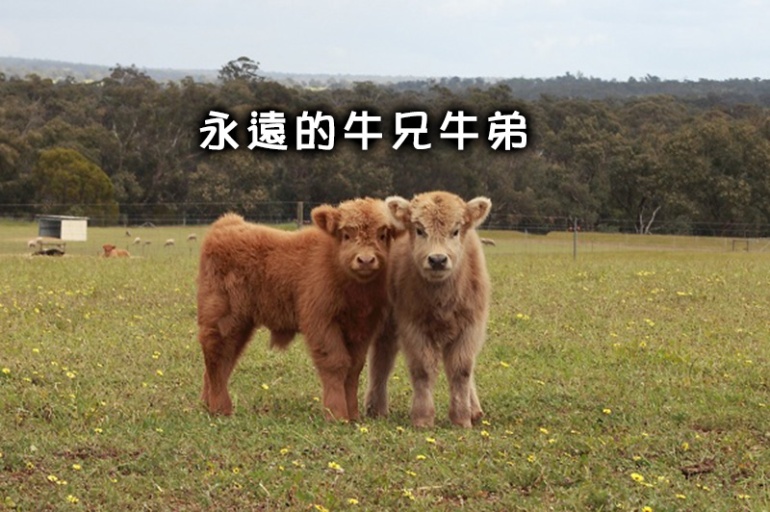 cow_4