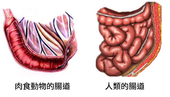 intestines