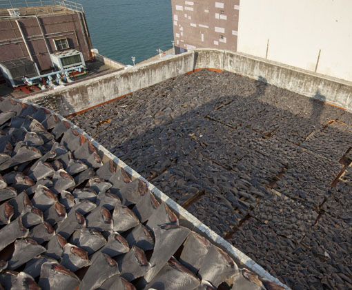 KennedyTownRoofTopSharkFinDayTwo-11