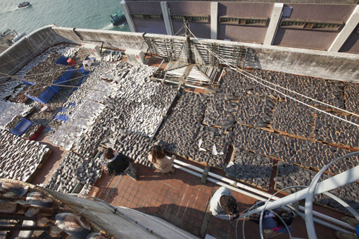 KennedyTownRoofTopSharkFinDayTwo-12