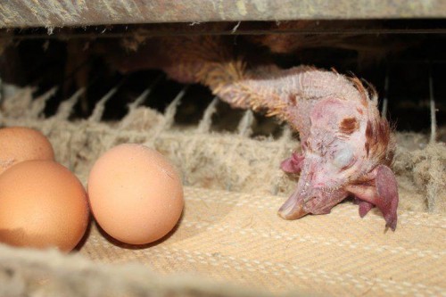 被強制換羽至瀕死邊緣的雞 (Photo: On Nonhuman Slavery)