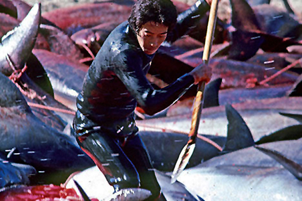 japan_tease_dall-porpoise