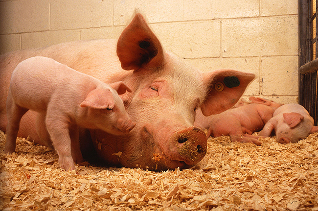 1280px-Sow_and_five_piglets