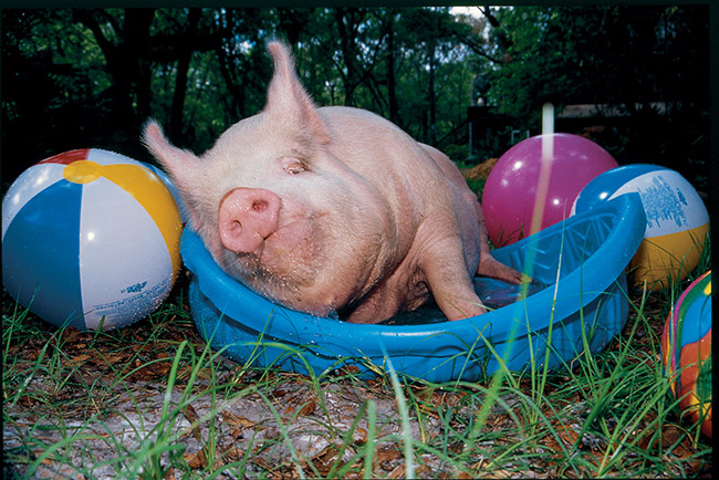 Phil the pig lying in a kiddie pool