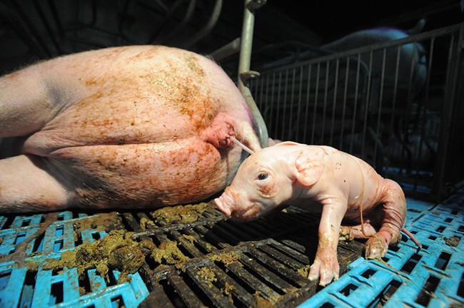 piglet_birth