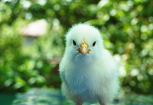 chick-e1423131787947