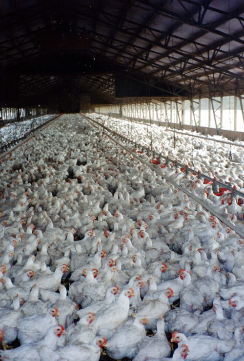 pcases_tyson_broiler_006-e1423132004352