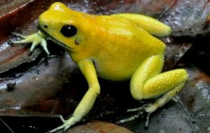 金色毒箭蛙 (圖片︰Wildlife Watch)