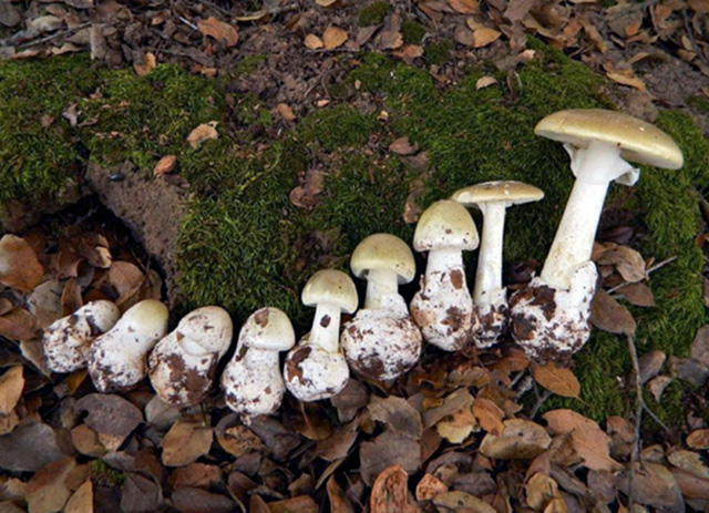 The death cap, Amanita phalloides, from button stage to full sized fruiting body.