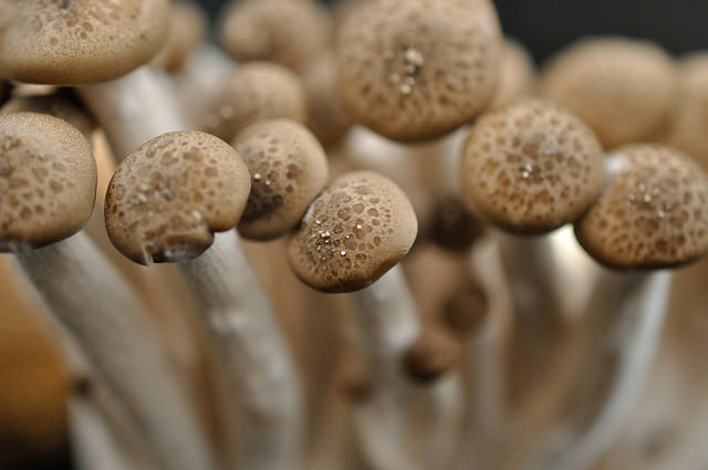 15358312317_9bac8144ef_z