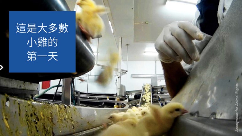 圖: Animals Australia